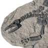 Sclpt Dino Sklt